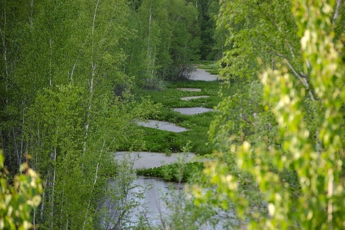 Greenpeace: Из-за добычи торфа в Екатеринбурге начало разрушаться «краснокнижное» болото на Шарташе