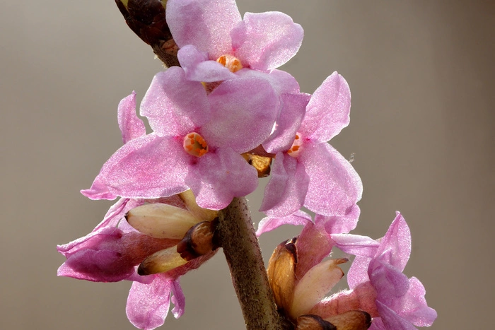 В Екатеринбурге нашли ядовитую ягоду