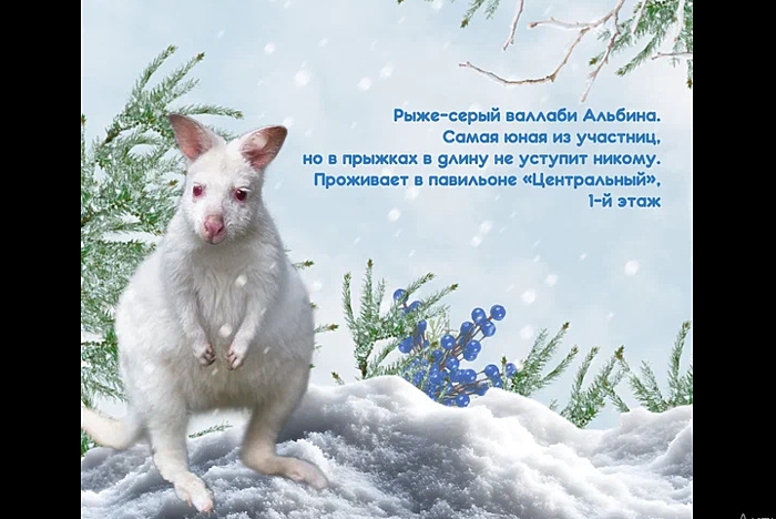 Екатеринбургский зоопарк просит помочь ему выбрать Снегурочку (ФОТО)