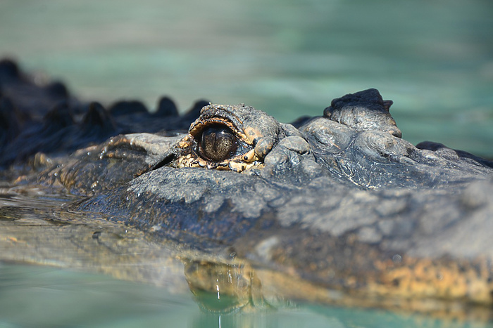 В Екатеринбурге нашли опасный зоопарк с крокодилами