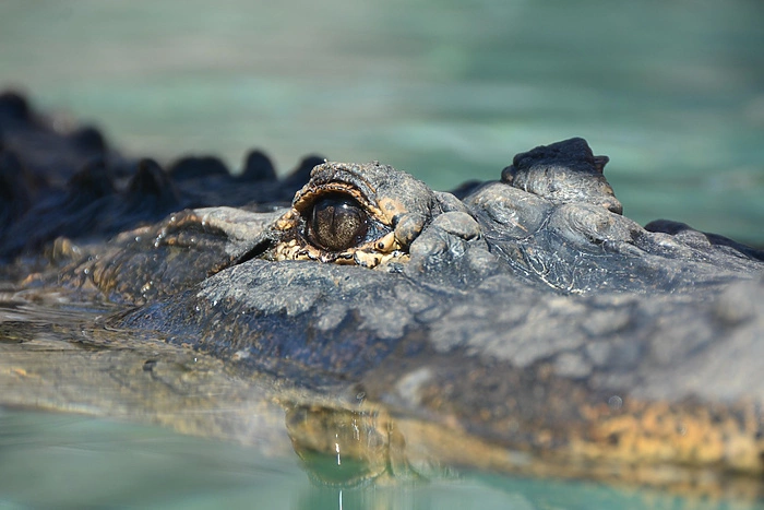 В Екатеринбурге нашли опасный зоопарк с крокодилами
