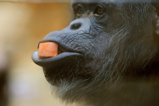 В Екатеринбургском зоопарке из-за кризиса животных посадили на «диету Гаффнера»