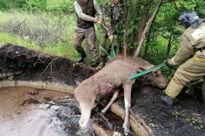 В Свердловской области сотрудники МЧС спасли от гибели лосёнка