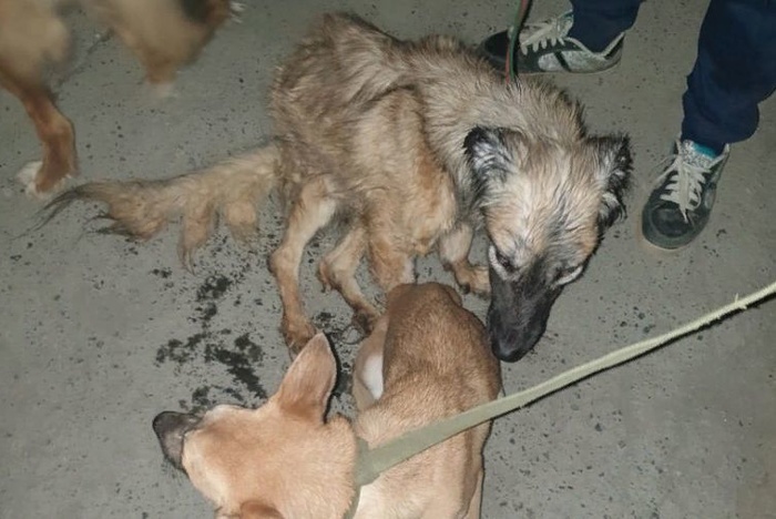 Из квартиры жительницы Верхней Пышмы спасли 11 измученных собак