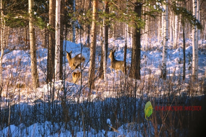 В природном парке «Бажовские места» ввели ограничения в связи с бешенством