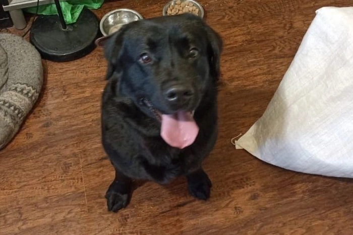 Нашлись хозяева лабрадора, охранявшего тело умершего на улице пенсионера в Екатеринбурге