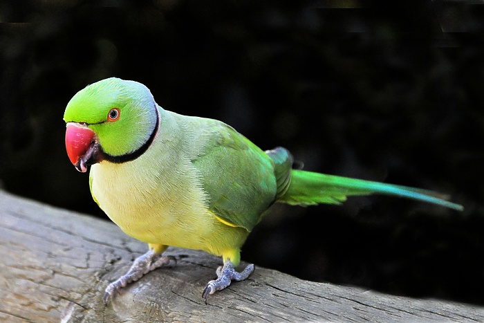 В Екатеринбург прилетели сотни попугаев из Кыргызстана