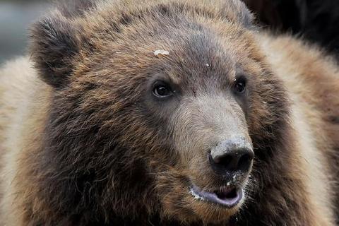 Камчатского медведя-людоеда застрелили