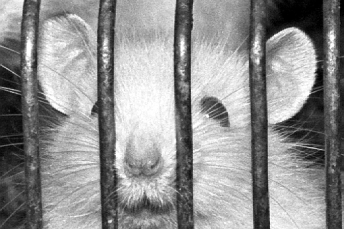 В Китае девушка отравила 20 одноклассников крысиным ядом