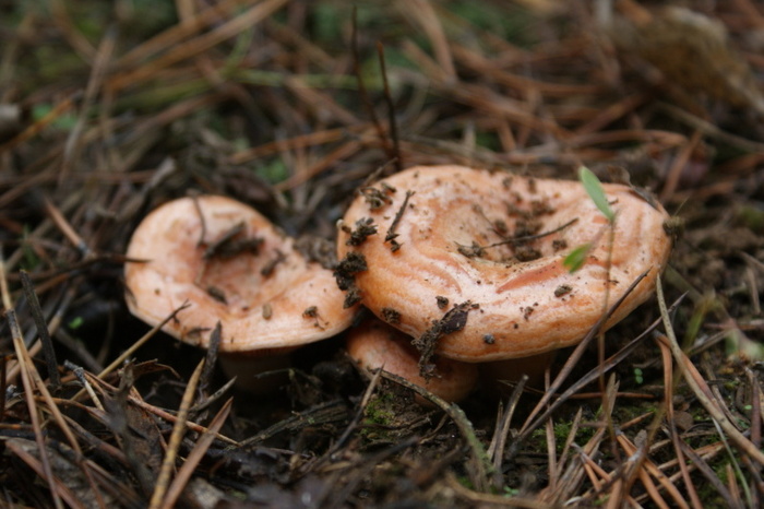 В Минсельхозе назвали вымыслом идею о лицензировании сбора лесных грибов
