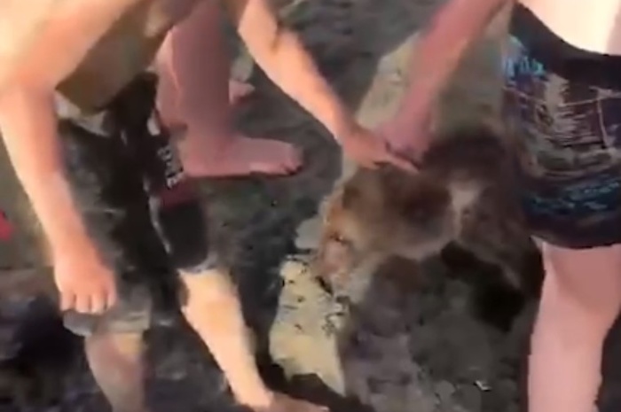 На уральский пляж привели купаться медведя