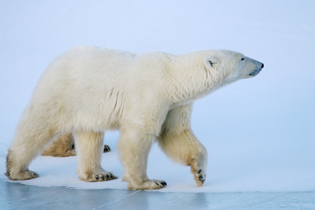 В Арктике раскрыли убийство белого медведя