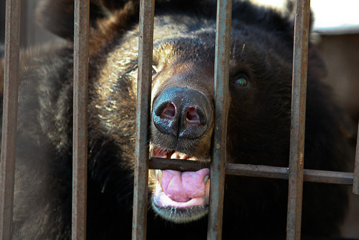 Жители Троицка опасаются медведя, разгуливающего по улицам в наморднике