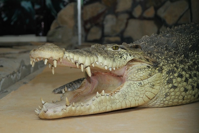 Екатеринбуржцев зовут на показательные кормления Иннокентия