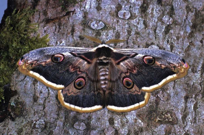 Giant Peacock Moth (Павлиноглазка Грушевая). Фото: globallookpress.com