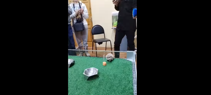 Кадр видео трансляции на странице Екатеринбургского зоопарка