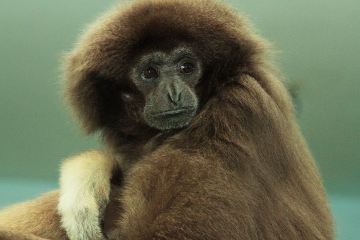 Самка гиббона Гера. Фото: пресс-служба Екатеринбургского зоопарка/архив