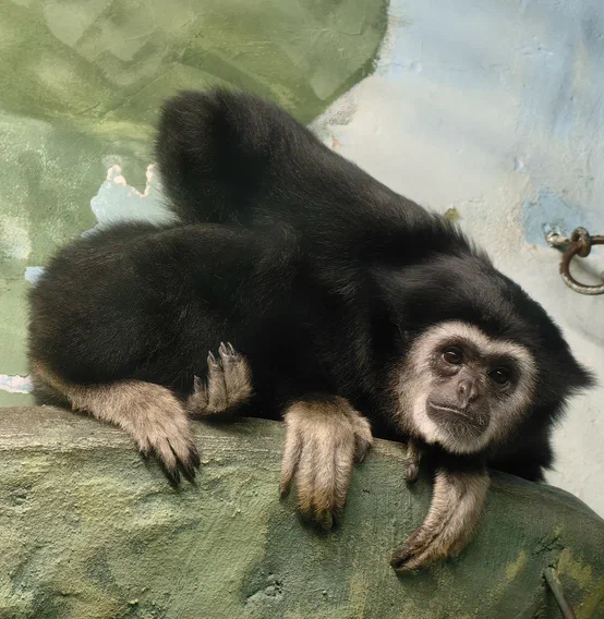 Самец гиббона Рокки. Фото: пресс-служба Екатеринбургского зоопарка