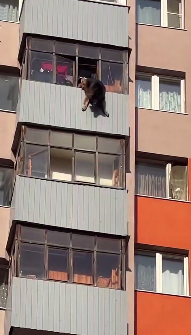 Фото: скрин видео. Паблик ЧП Мытищи в соцсети vk.com