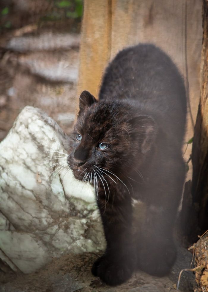 Кара. Фото: Екатеринбургский зоопарк
