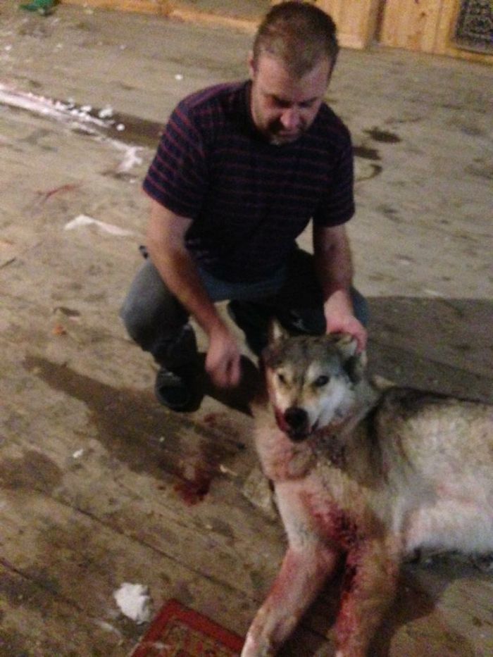 Волк, добытый Олегом Михайловичем два года назад, загрызший его овчарку. Фото: Предоставлено Олегом Артемьевым  