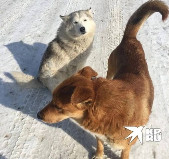 На Урале волонтеры ищут новый дом собакам, хозяин которых погиб на Украине