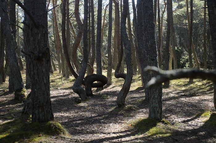 На Куршской косе. Фото: Дмитрий Часовитин/Uralweb.ru