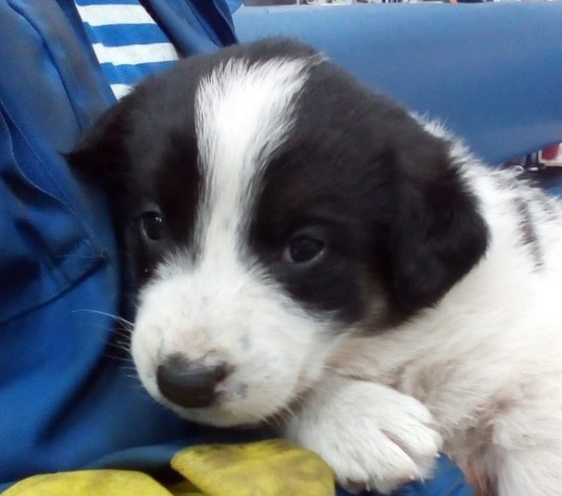 Фото: спасенный щенок. Страница приюта в соцсети vk.com