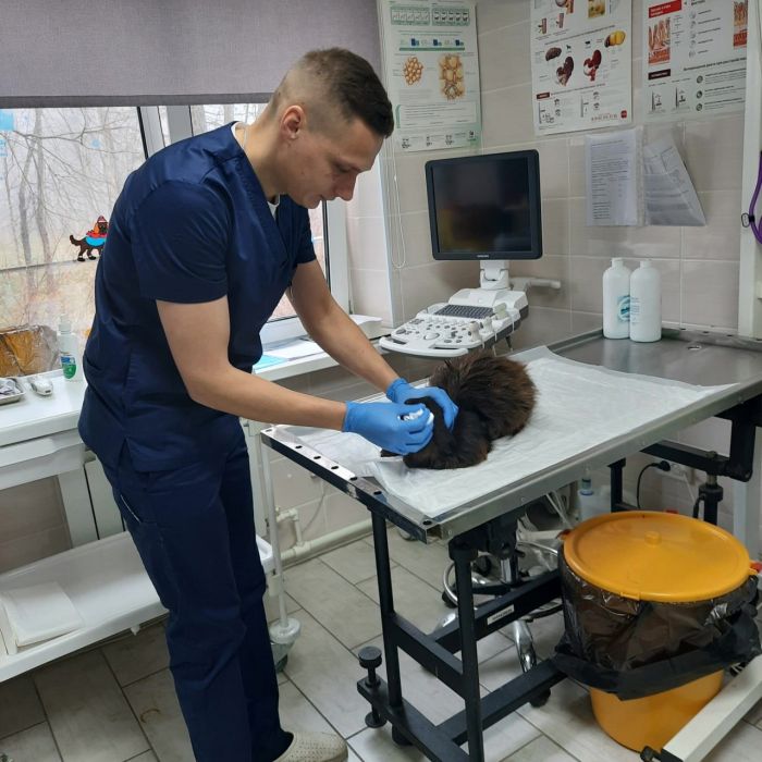На Сахалине кот третий год подряд приходит к спасшим его ветеринарам