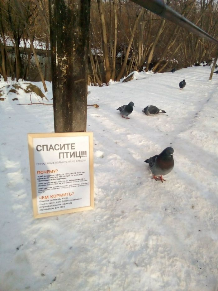 Памятка для кормления птиц, разработанная студентом. Фото: Telegram  