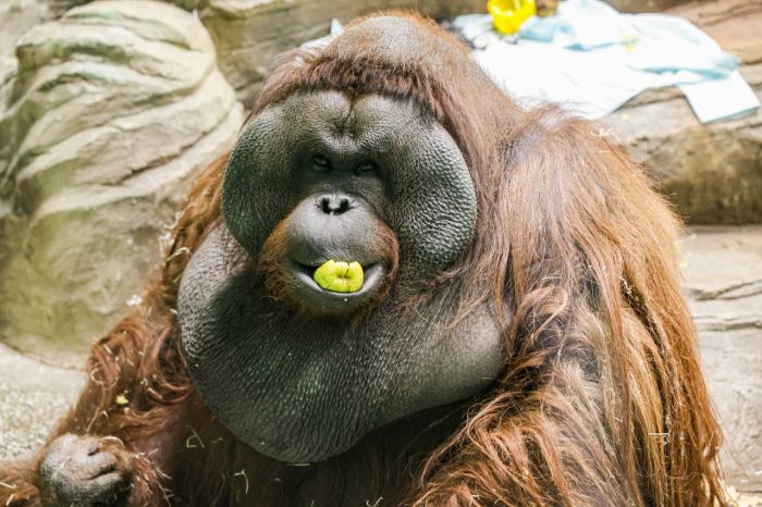 Фото: Екатеринбургский зоопарк