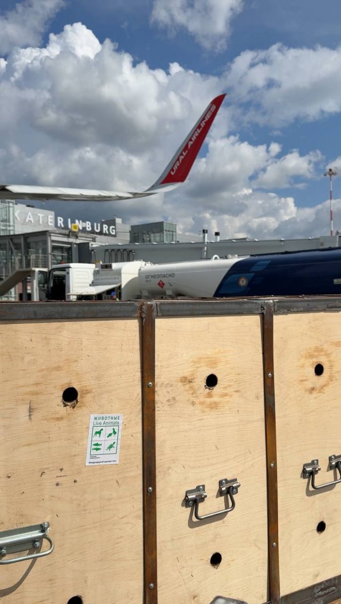 Фото: Telegram-канал @uralairlines_official