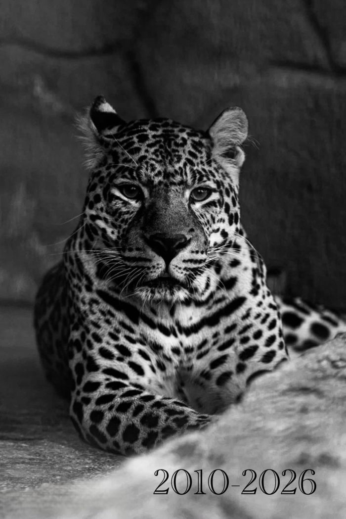 Леопард Амир. Фото:страница Челябинского зоопарка во ВКонтакте