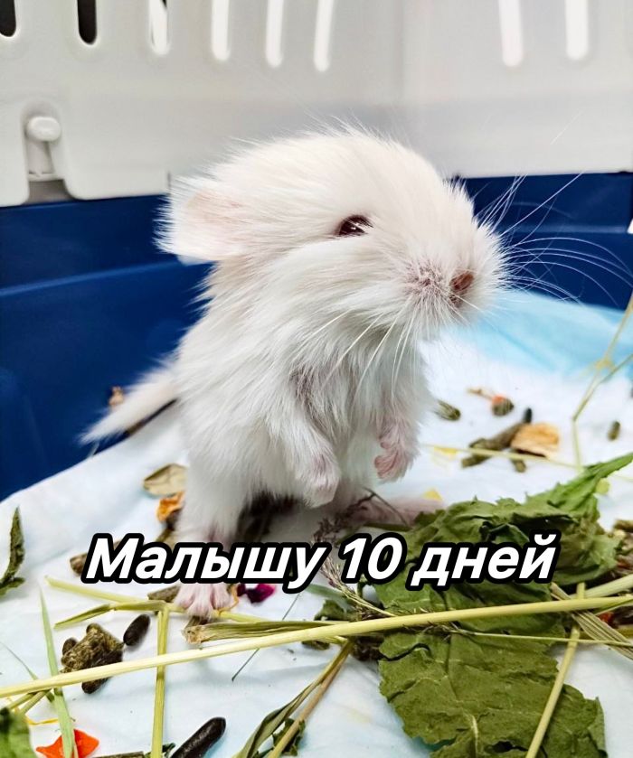 Детеныш шиншиллы. Фото: страница Ветдоктор — ветклиника в Екатеринбурге