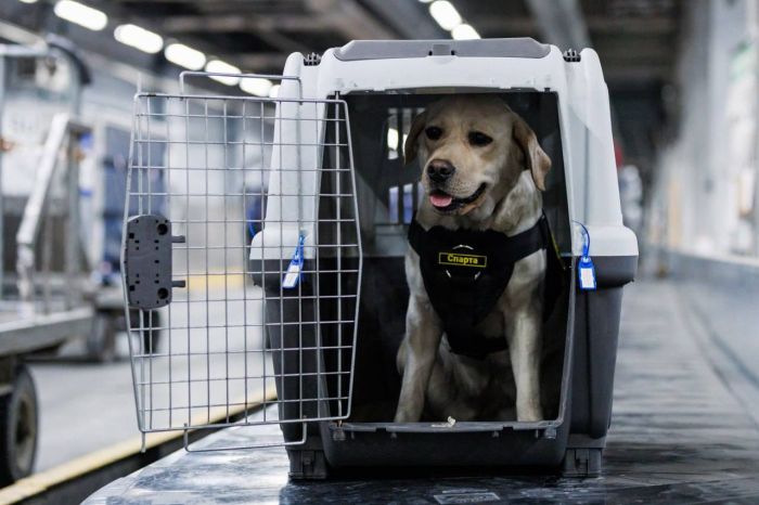 Telegram канал аэропорта Кольцово 