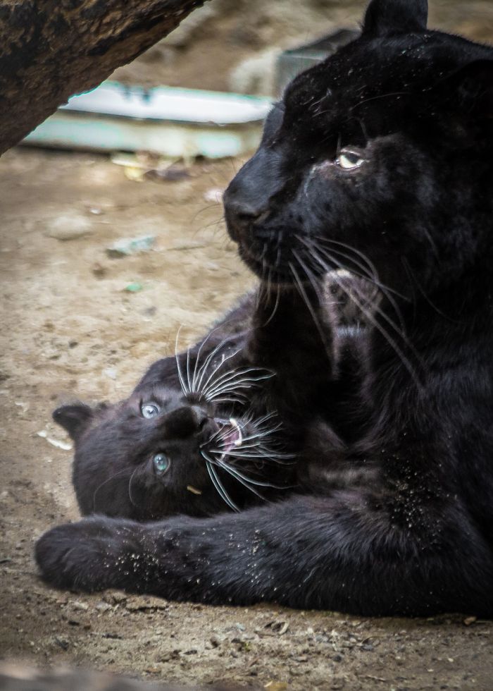 Зоопарк Екатеринбурга Илья Болдырев-Никитин