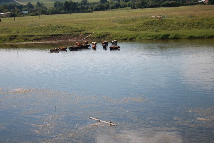 Коровы в реке Сылве