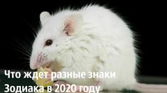 Что ждет знаки зодиака в год Крысы 2020