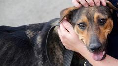 Uralweb.ru собирает помощь бездомным животным