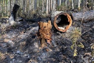 Пожар в заповеднике «Денежкин камень». Взгляд очевидца