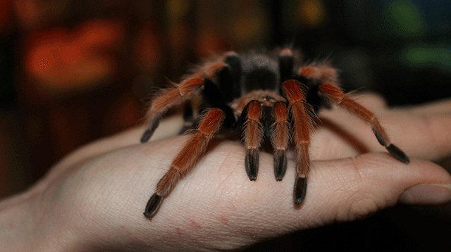 Контактные зоопарки. Обзор