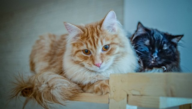 Котокафе "Кошкин дом"