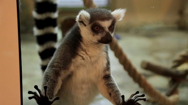 Как работает зоопарк