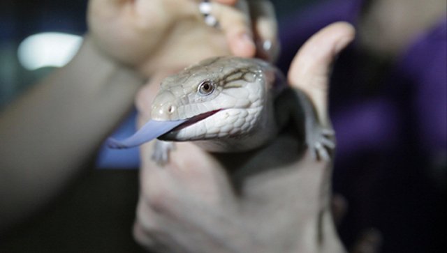 Крокодиловая ферма. В гостях у рептилий