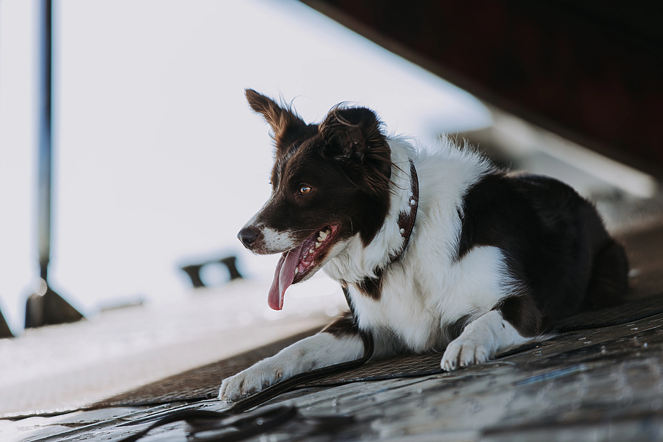 Забыли про пёселя и размножили Евгения Ткачука: рецензия на семейный фантастический фильм 